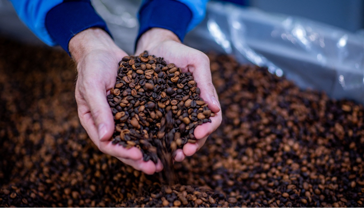 Hands picking coffee. Photo by JENS BUTTNER / DPA / dpa Picture-Alliance via AFP