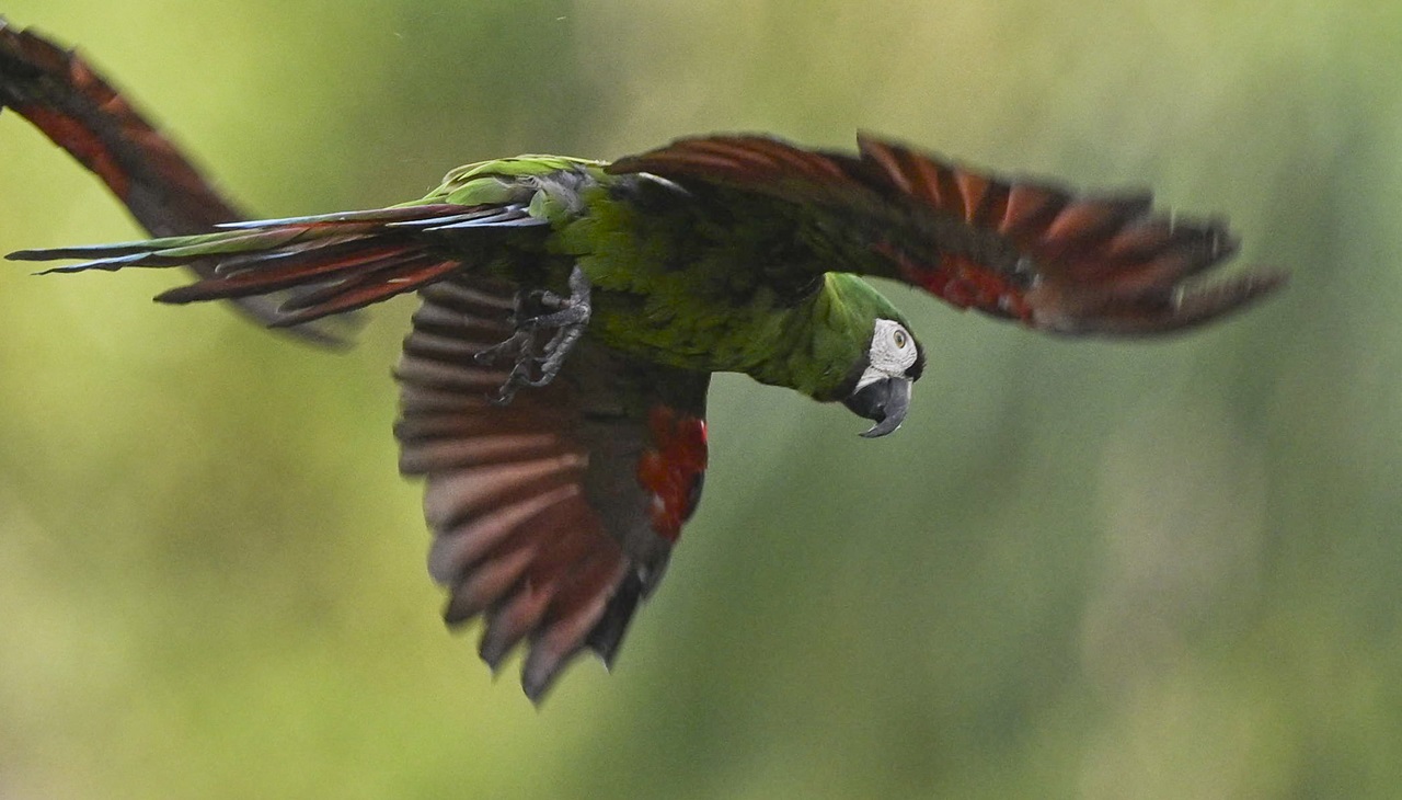 A chestnut-fronted macaw. (Photo by JOAQUIN SARMIENTO / AFP)