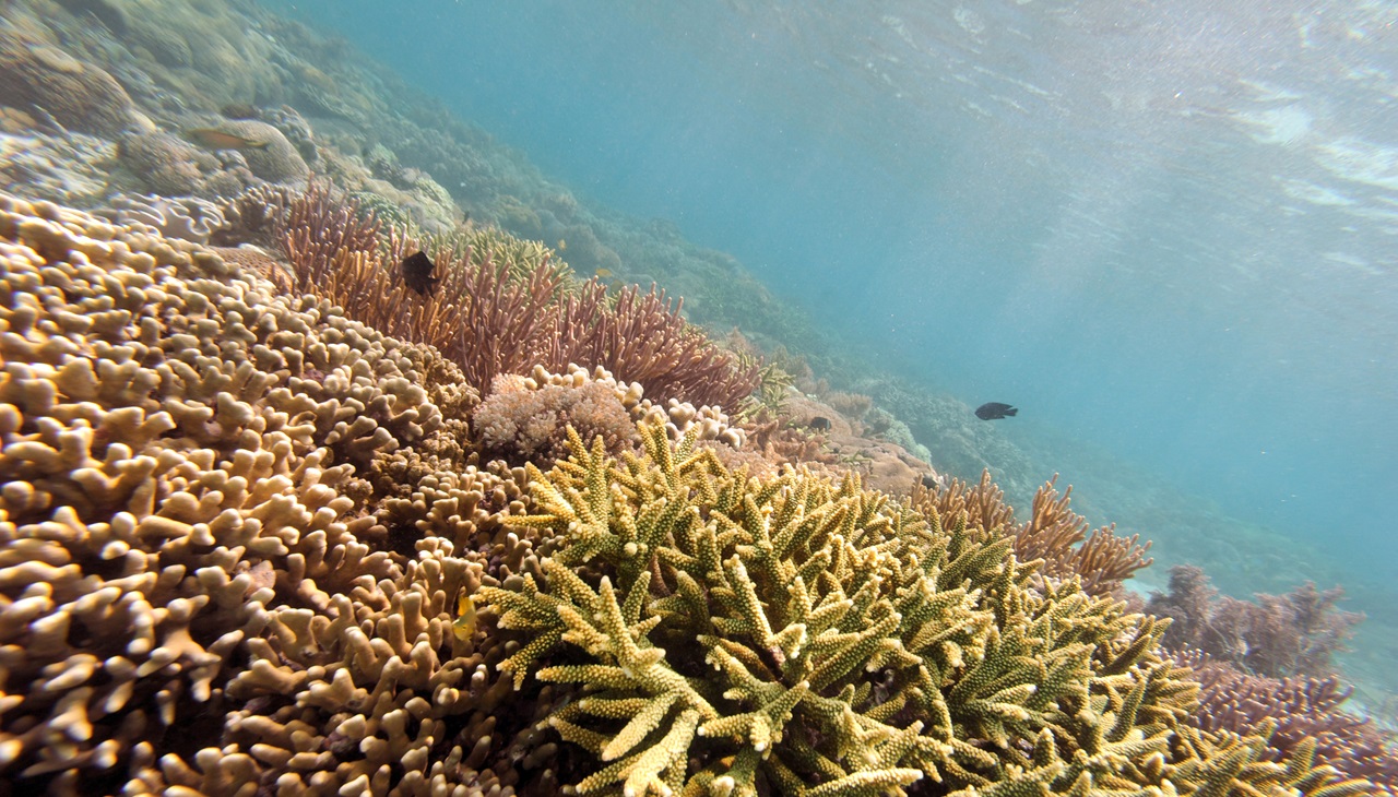 Esta foto de archivo tomada el 2 de diciembre de 2010 muestra la Playa Rosa de la isla de Komodo, en Indonesia. La exploración petrolera amenaza este lugar, según un informe publicado durante la cumbre COP16 de la ONU sobre biodiversidad celebrada en Colombia. (Foto de ROMEO GACAD / AFP)