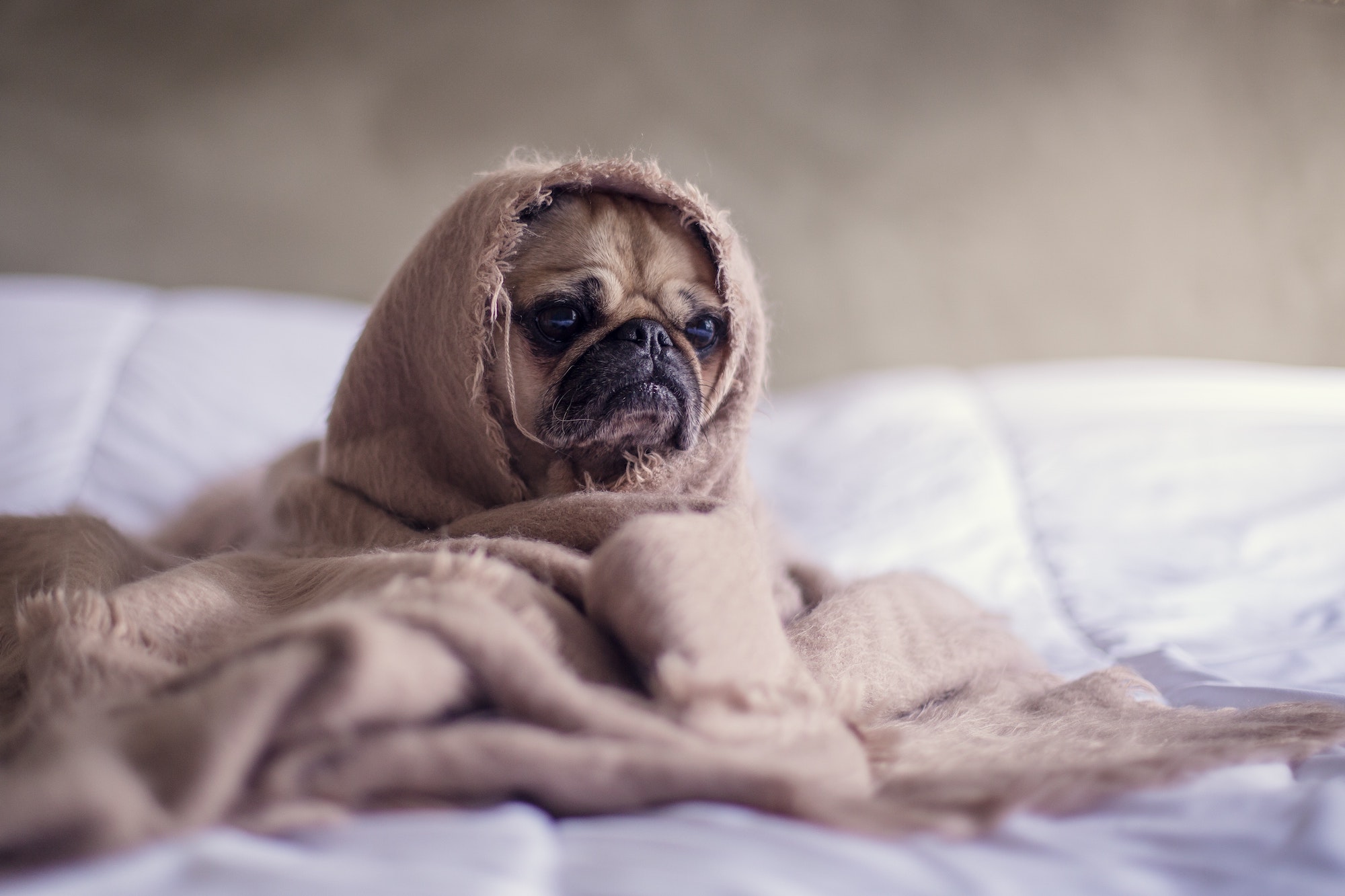 What should you know about your pet and COVID-19? Photo: Pexels