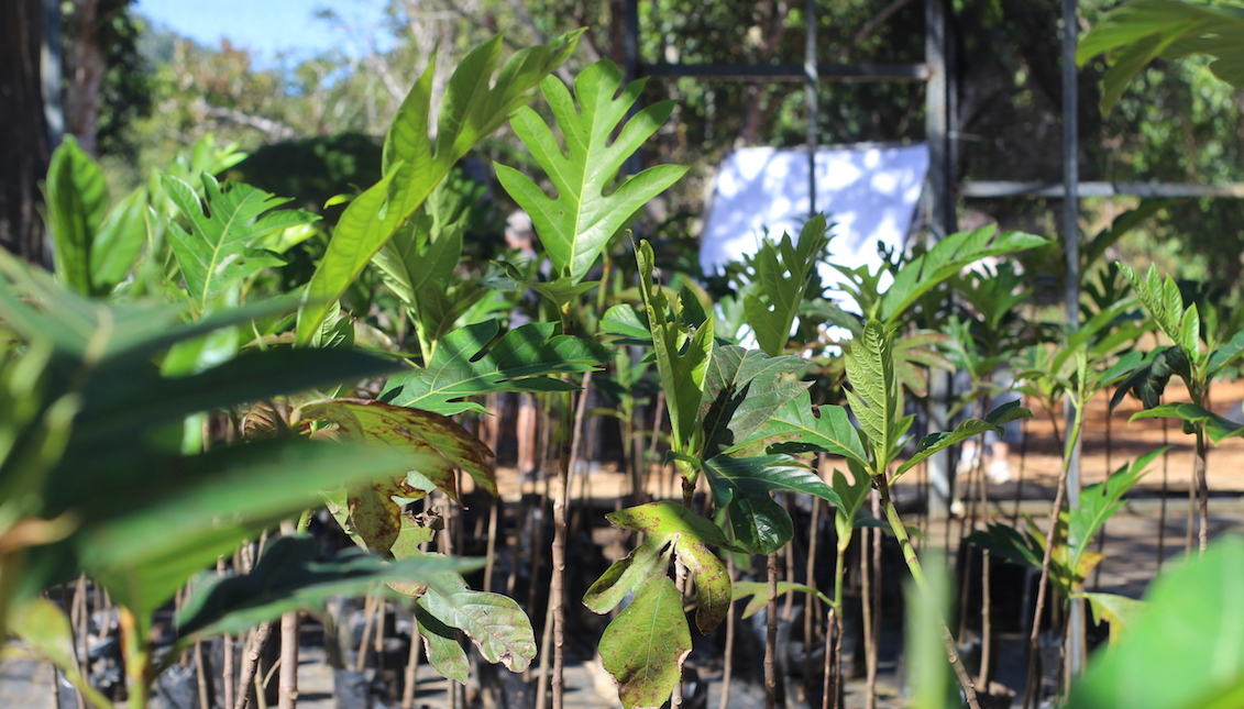 The cultivation of Breadfruit is one of the new resources for the economic and environmental recovery of Puerto Rico, after the devastation of Hurricane Maria. Photo courtesy of Amasar LLC.