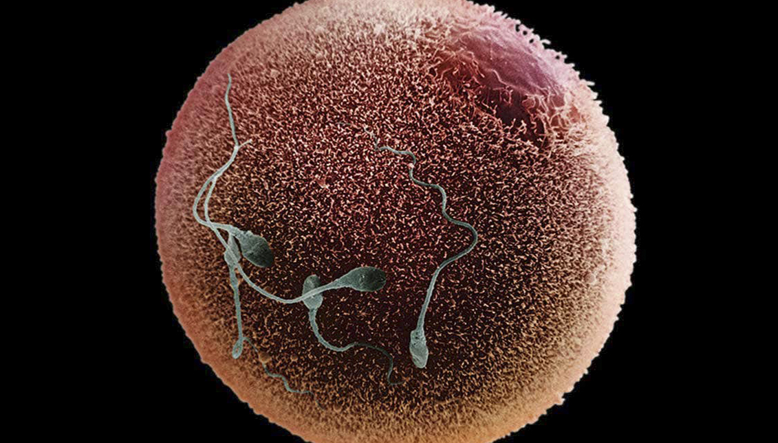 Image of a human egg maturing in the lab for the first time. Via: SCIENCE PHOTO LIBRARY