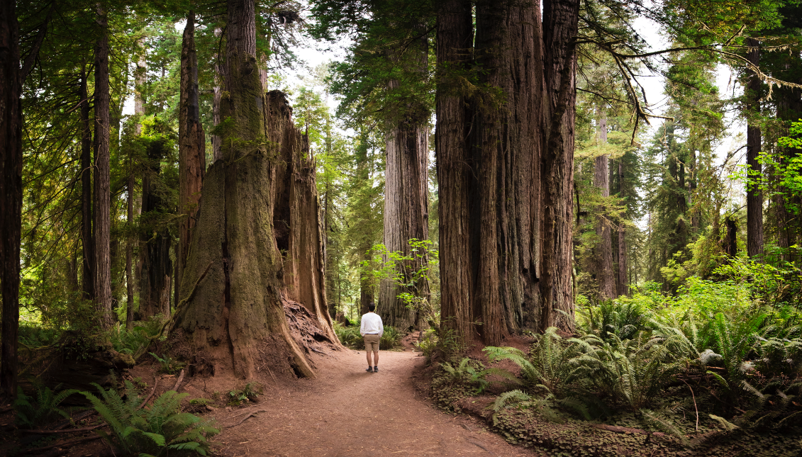 Rear View Of Man Walking At Forest in Redwoods National Park, USA. Photo: Getty Images.