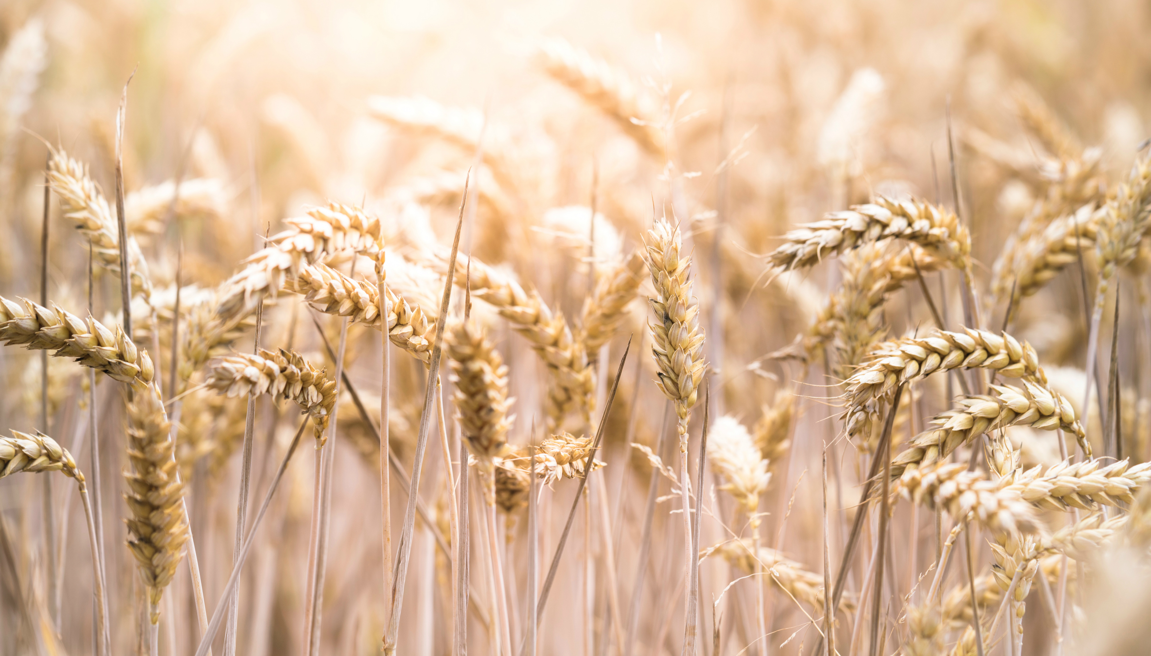 El gluten se encuentra en las semillas de trigo y otros cereales de secano. Foto: Evi Radauscher
