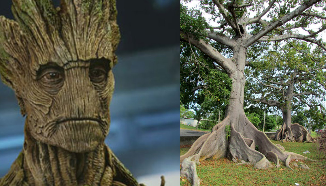 Un hombre-árbol con tantas anillas en su tronco como la historia de la humanidad. Photo: Wikipedia