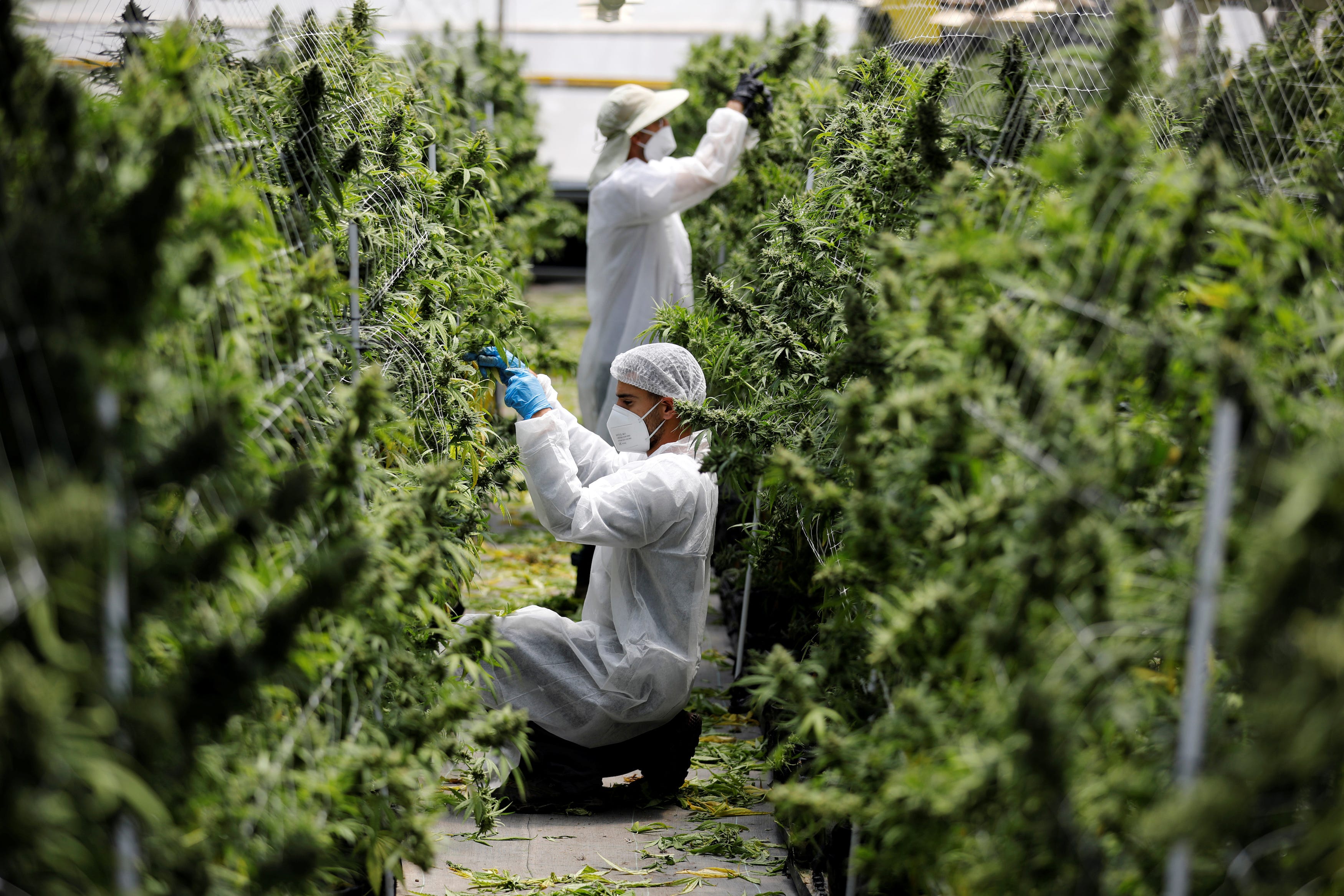 Plantación de Marihuana. REUTERS, Foto de Amir Cohen.