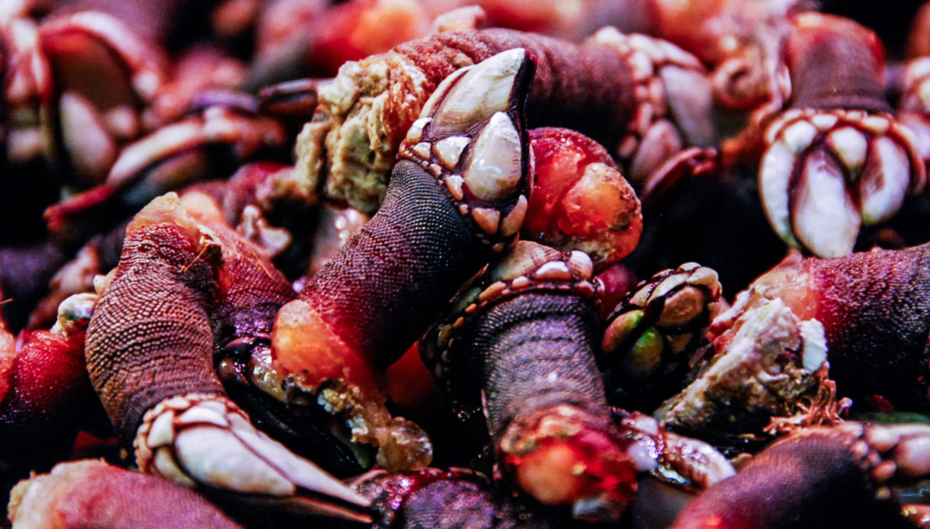 Los percebes son uno de los manjares gallegos más apreciados. Foto: Kerstin Wrba