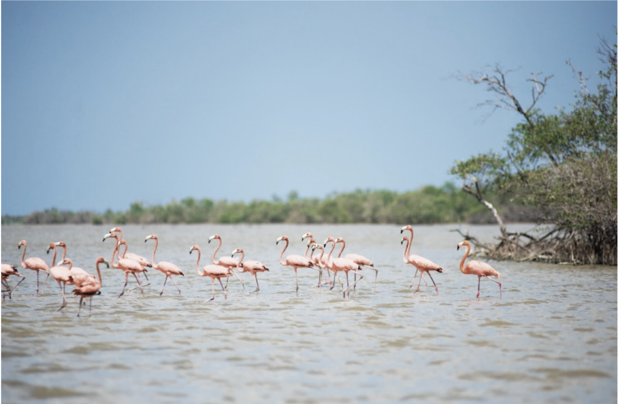 flamingos