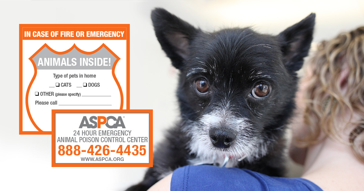 ASPCA sticker to identify how many pets in your house should be rescue. Photo: ASPCA