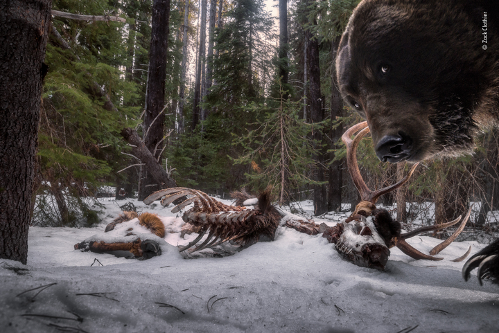 Fotografía ganadora en los WPY 2021