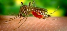Mosquito aedes aegypti, uno de los transmisores de virus Zika
